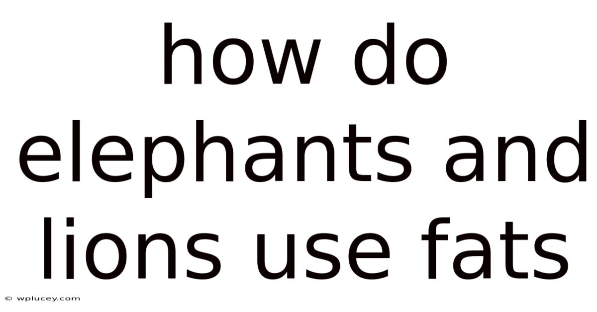 How Do Elephants And Lions Use Fats