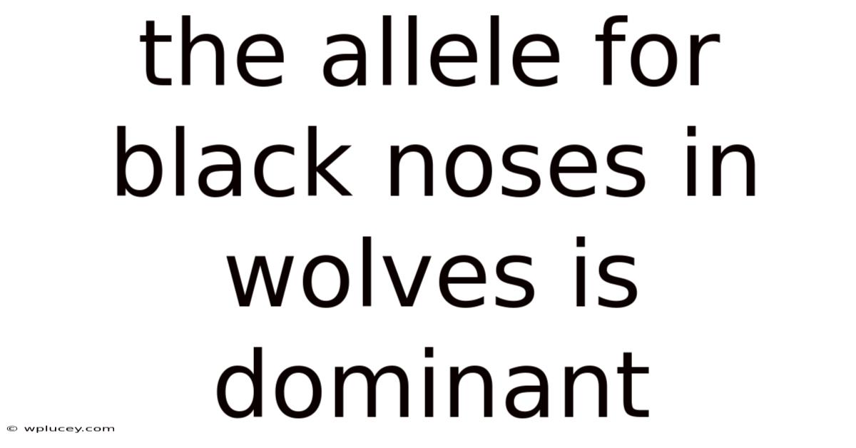 The Allele For Black Noses In Wolves Is Dominant