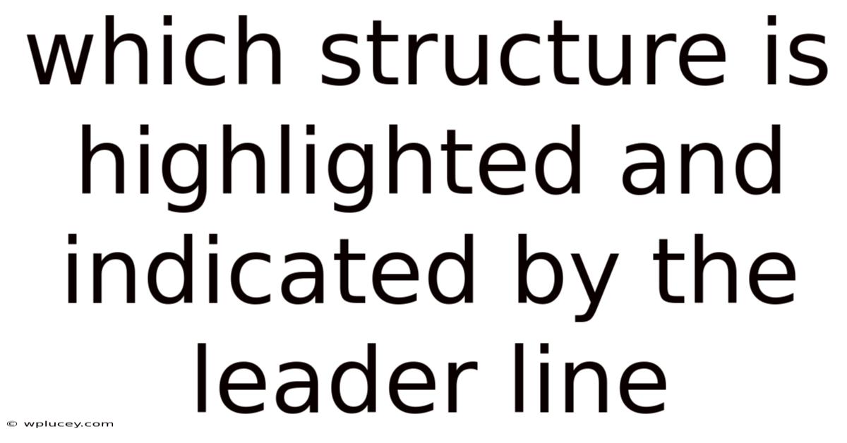 Which Structure Is Highlighted And Indicated By The Leader Line