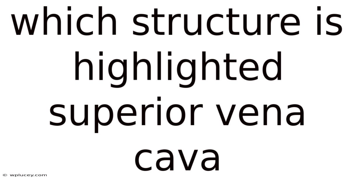 Which Structure Is Highlighted Superior Vena Cava