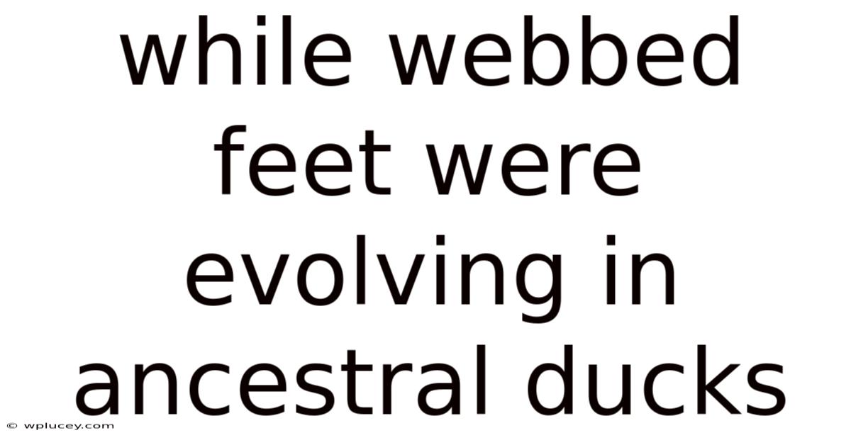 While Webbed Feet Were Evolving In Ancestral Ducks